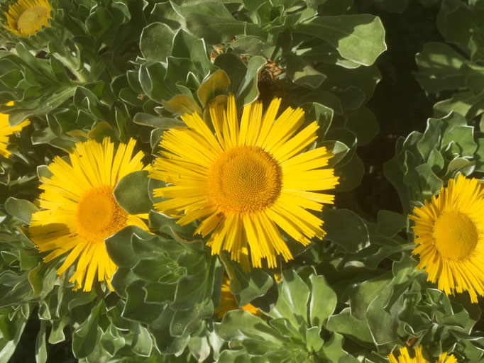 Casa Cardon La Palma